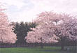 Spring blossoms beautifully at Judean