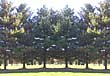 A line of evergreens